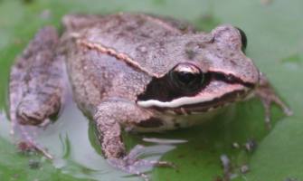 Wood frog -- Rana sylvatica